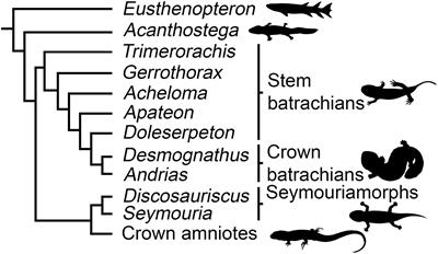 Limb-Bone Development of Seymouriamorphs: Implications for the Evolution of Growth Strategy in Stem Amniotes